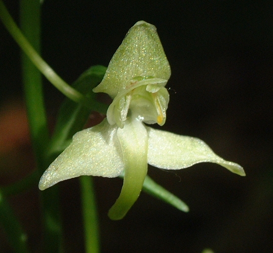 Platanthera chlorantha